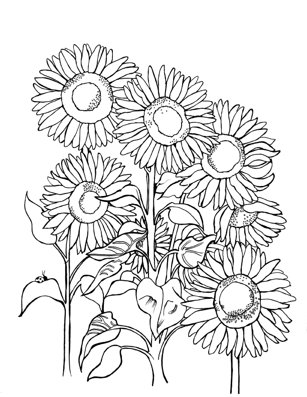 Free printable Ukrainian sunflower coloring page featuring a bouquet of large sunflower blossoms, tall stems and detailed leaves: www.you-color.com