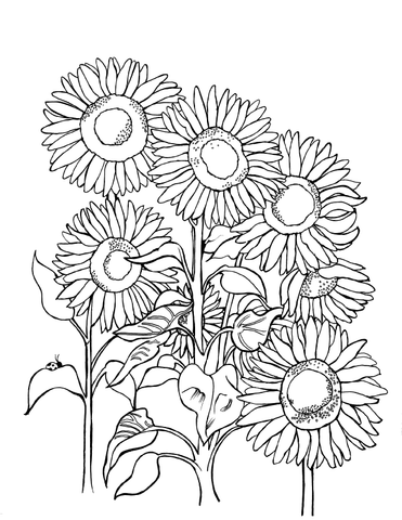 Free printable Ukrainian sunflower coloring page featuring a bouquet of large sunflower blossoms, tall stems and detailed leaves: www.you-color.com